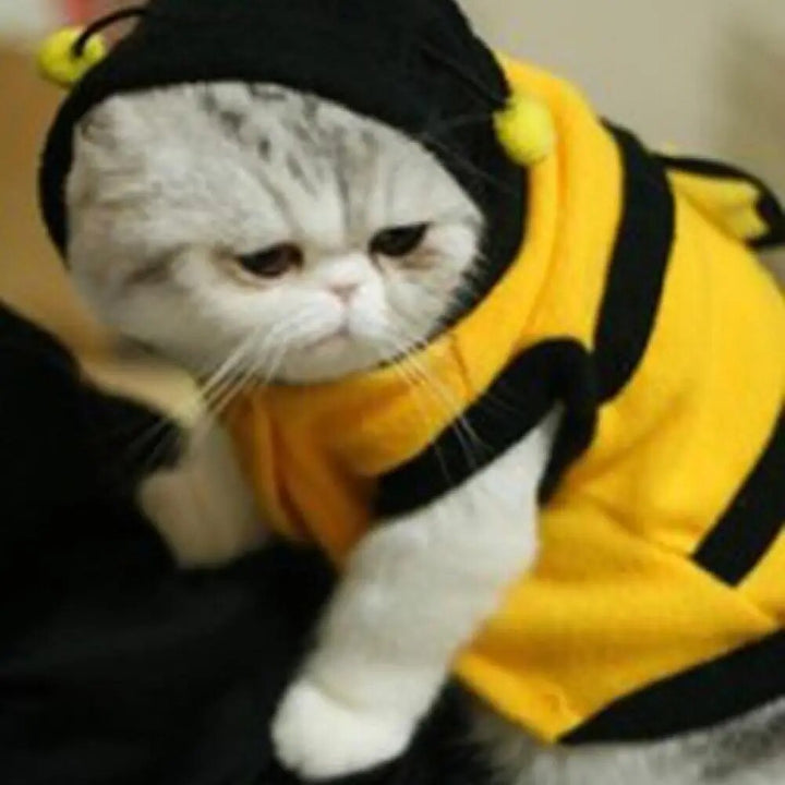 Funny Pet Bee Cosplay